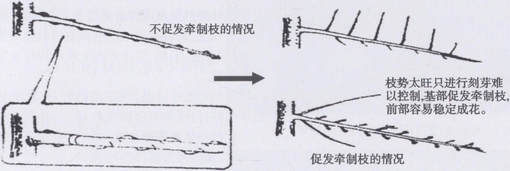 特別旺的枝促發(fā)牽制枝